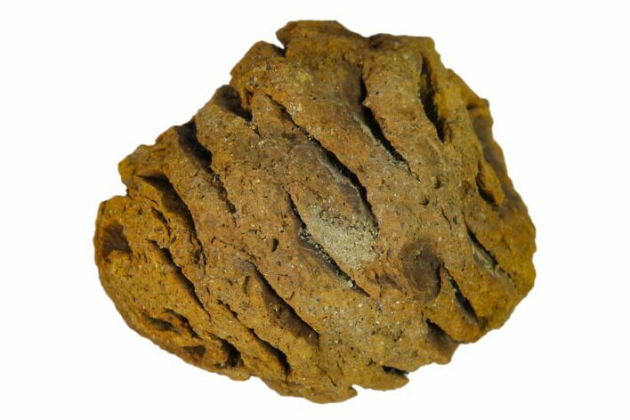 .8" Fossil Pine Cone (Metasequoia) - Montana